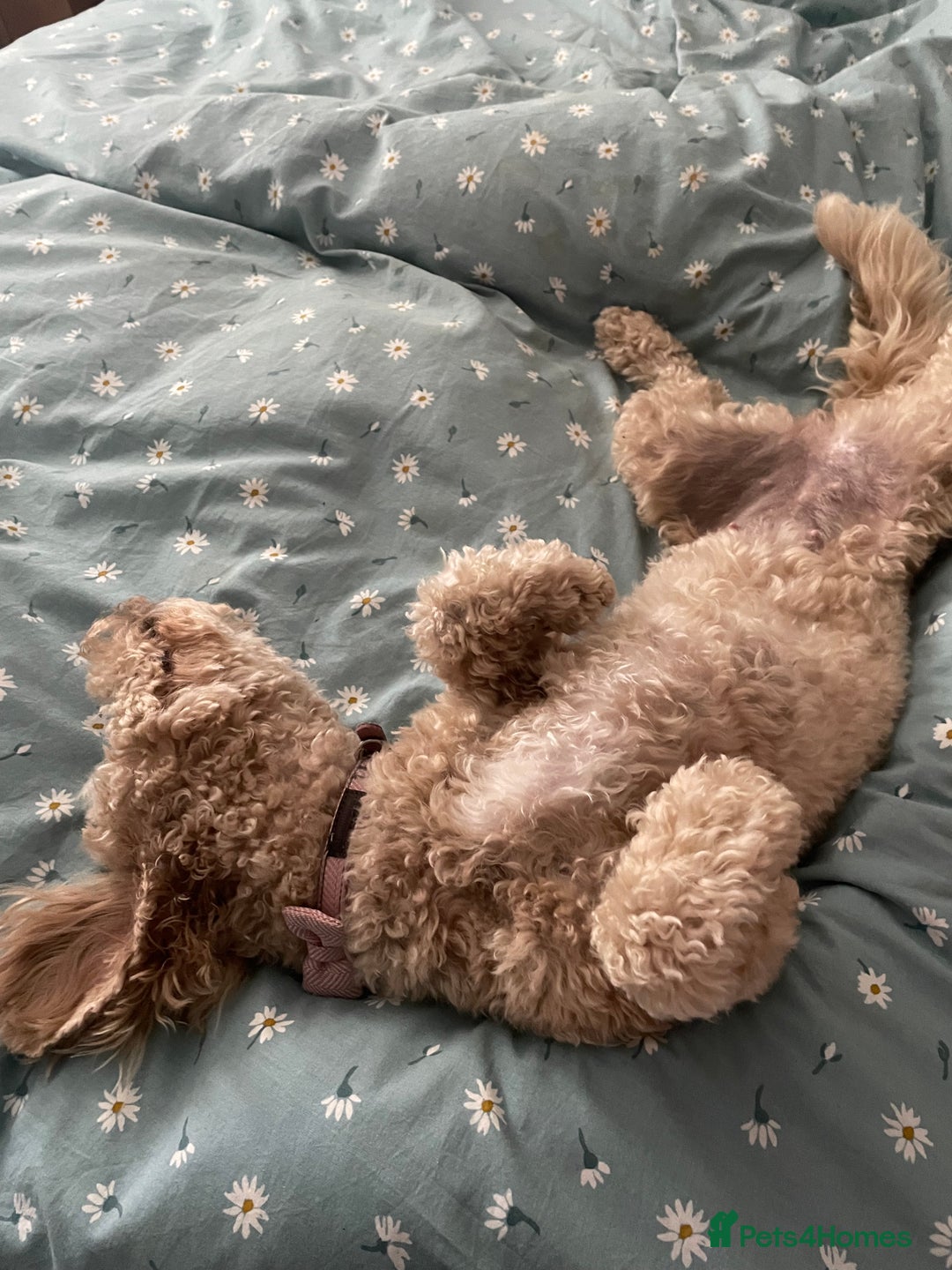 Poochon dogs for sale: Tina 1 year old poochon girl - Image 11