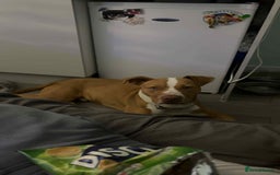 Mixed Breed dogs for sale: 10 month old American bulldog cross mastiff  - Image 2