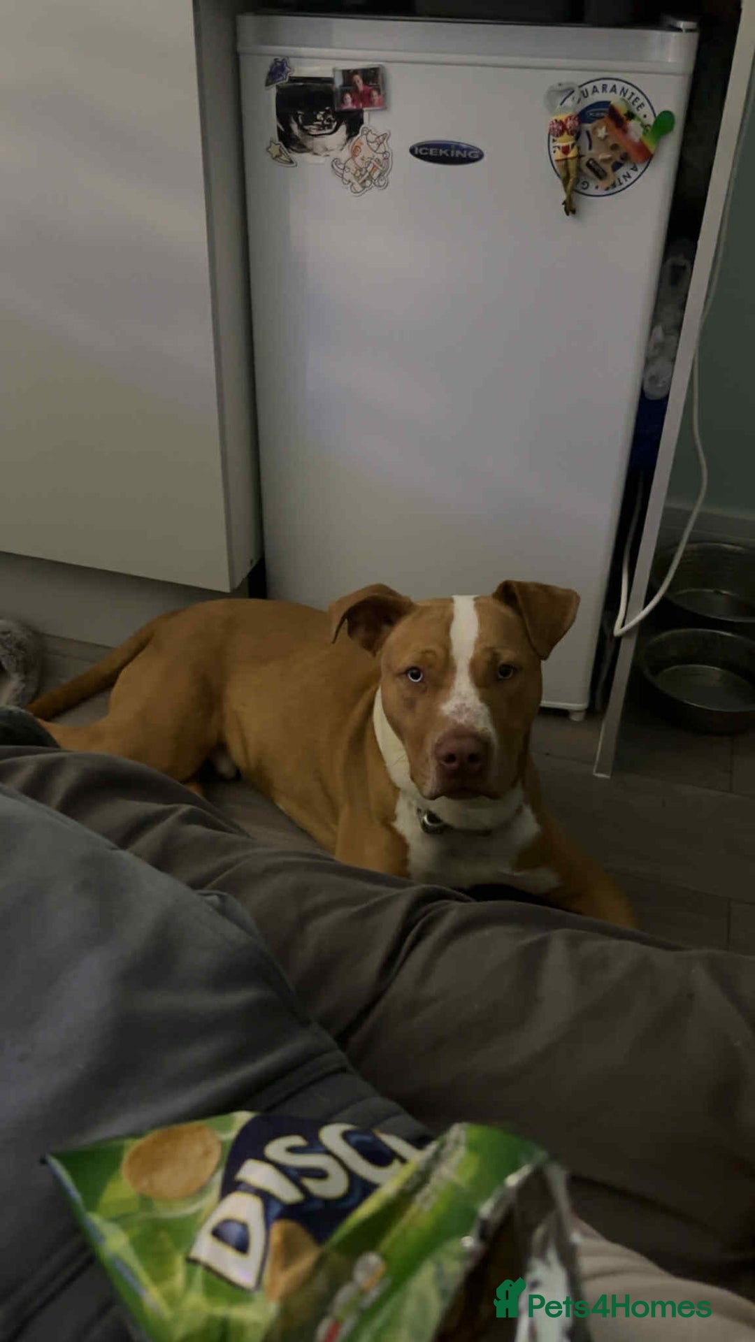 Mixed Breed dogs for sale: 10 month old American bulldog cross mastiff  - Image 2