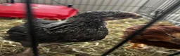 Chickens poultry for sale: Unsexed crested rock  and Rhode island red chick - Advert 3
