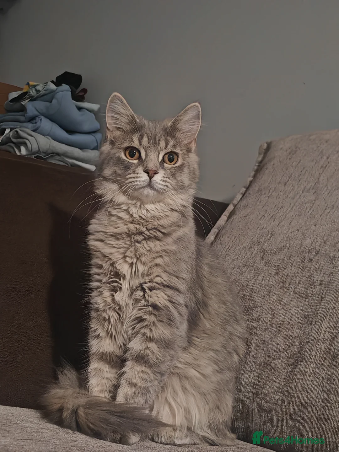 Mixed Breed cats for sale: maine coon x tabby longhair  in Huddersfield - Advert 2