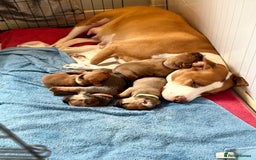 Mixed Breed dogs for sale: Mixed breed puppies  - Image 4