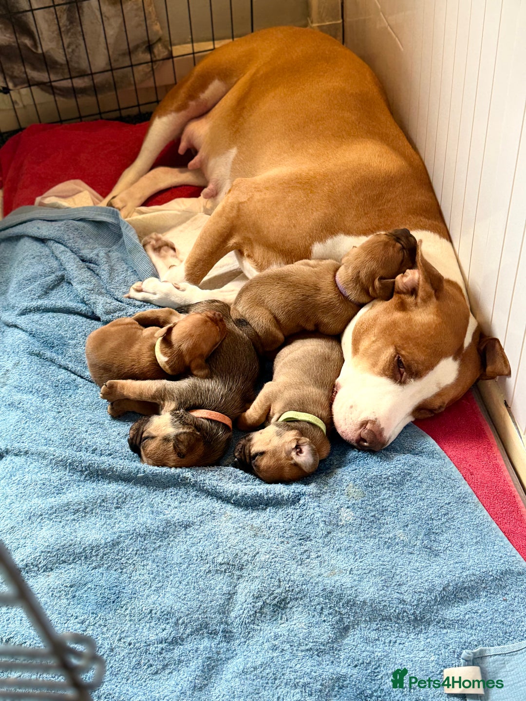 Mixed Breed dogs for sale: Mixed breed puppies  - Image 4