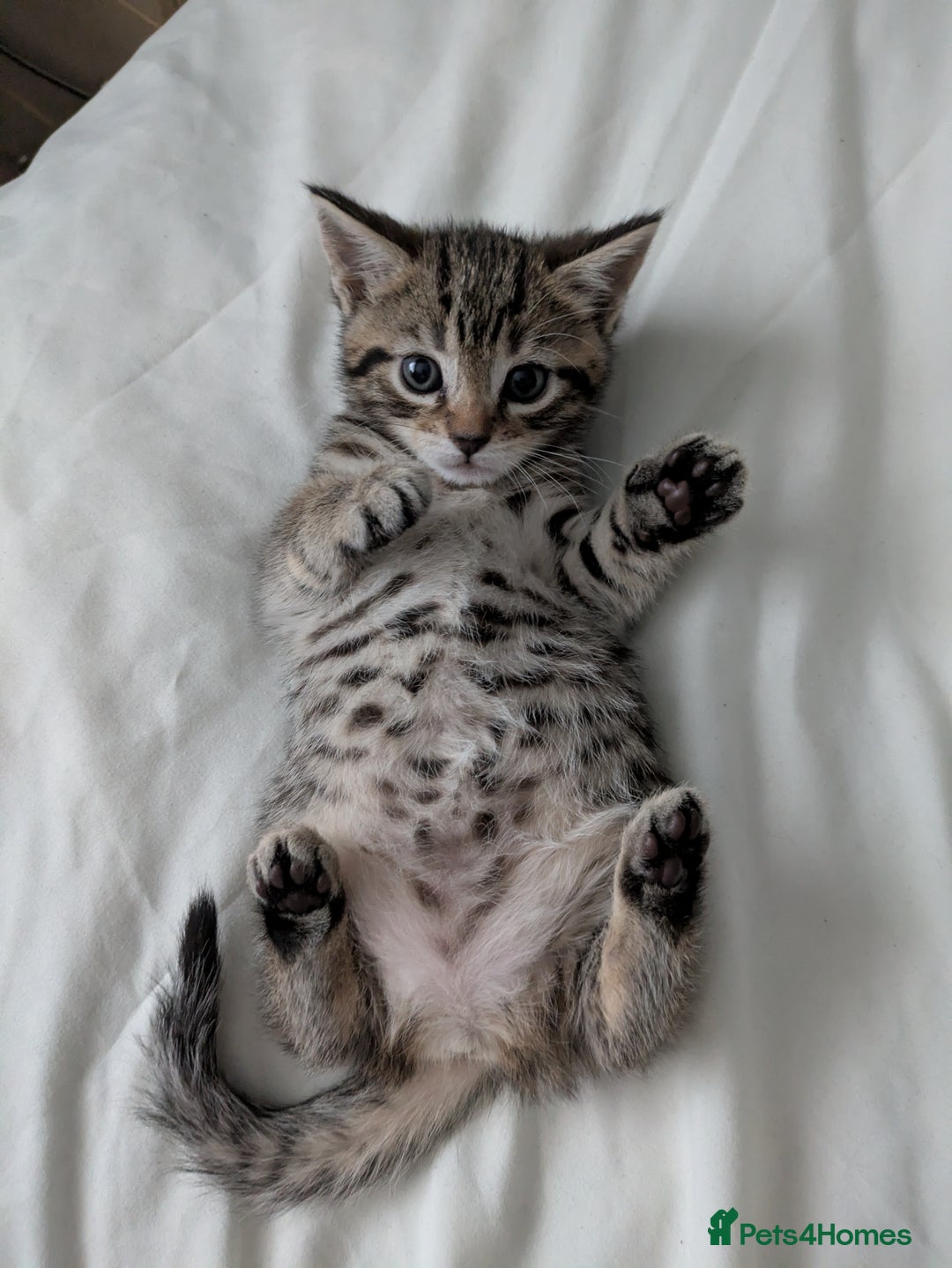 Bengal cats for sale: Spotted Bengal kittens ready now - Advert 6