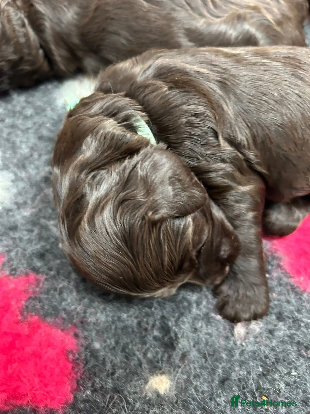 Cockapoo dogs for sale: F1 Chocolate Cockapoos - Advert 4