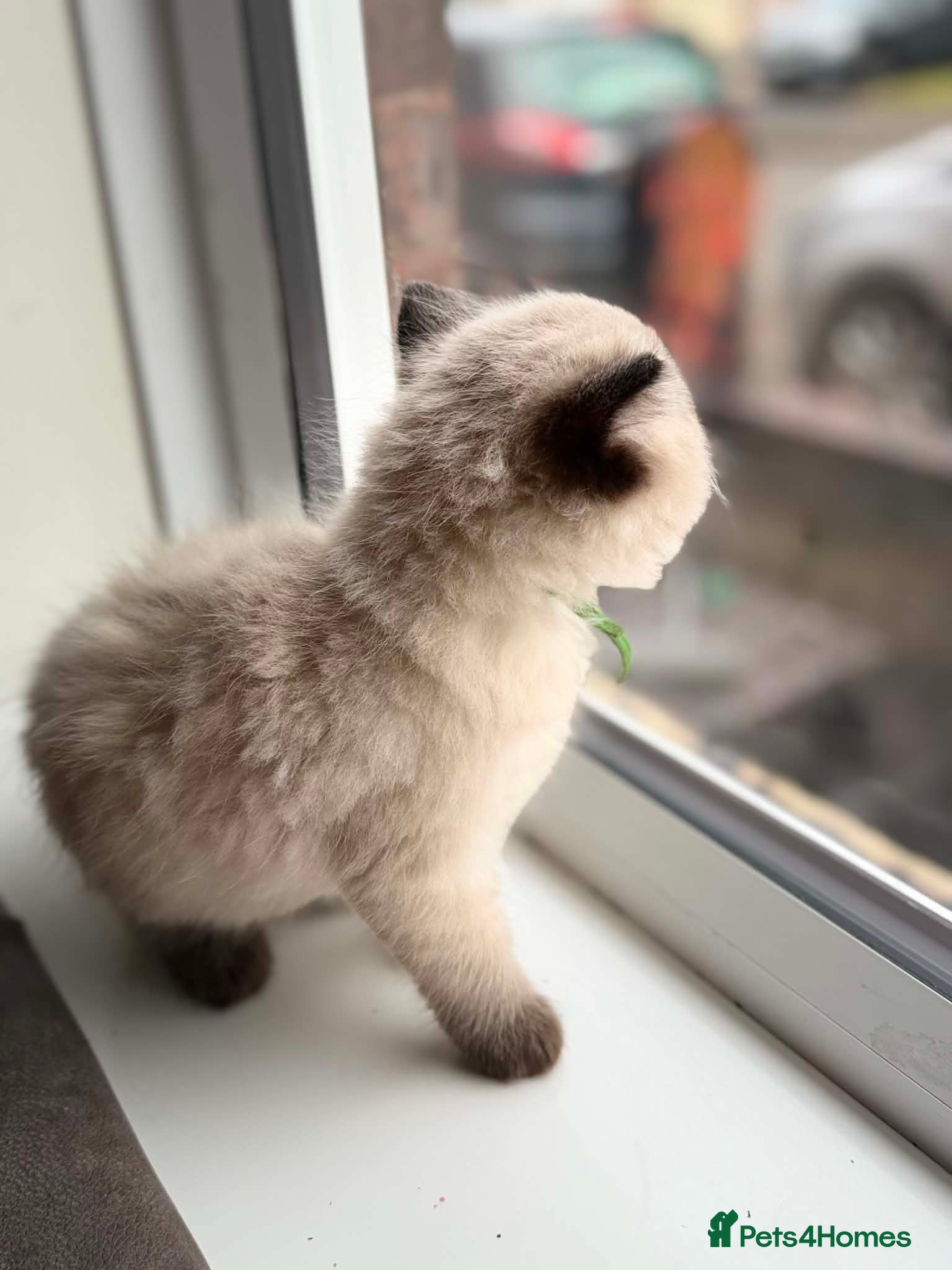 Ragdoll cats for sale: READY NOW RAGDOLL KITTENS  - Advert 18