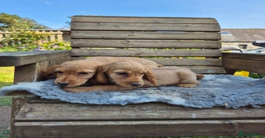 Cocker Spaniel dogs - Advert 3