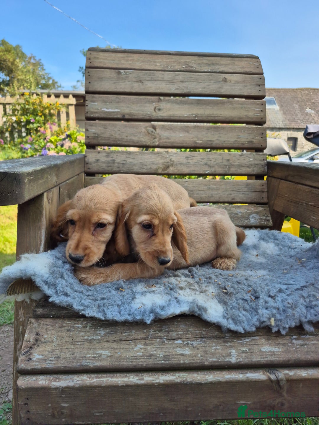 Cocker Spaniel dogs for sale: 7 beautiful show cocker spaniel  - Image 2