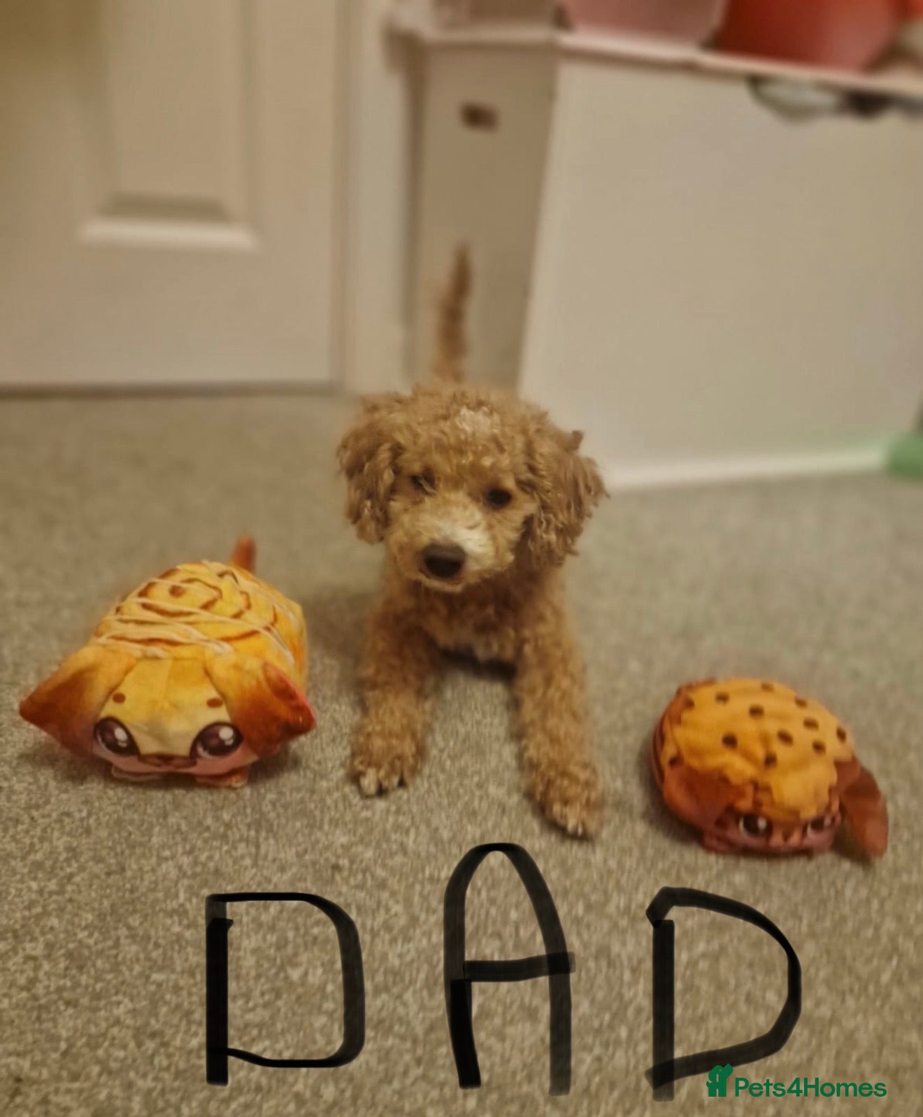 Poochon dogs for sale: Beautiful F2 Poochon puppies  - Advert 9