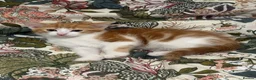 Mixed Breed cats for sale: 3 Kittens Looking for Their Forever Homes in Kenley - Advert 4