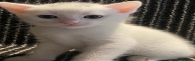 Mixed Breed Kitten 4
