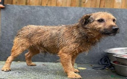 Jack Russell dogs for sale: 🔥Jack Russell Pups Available🔥 - Image 11