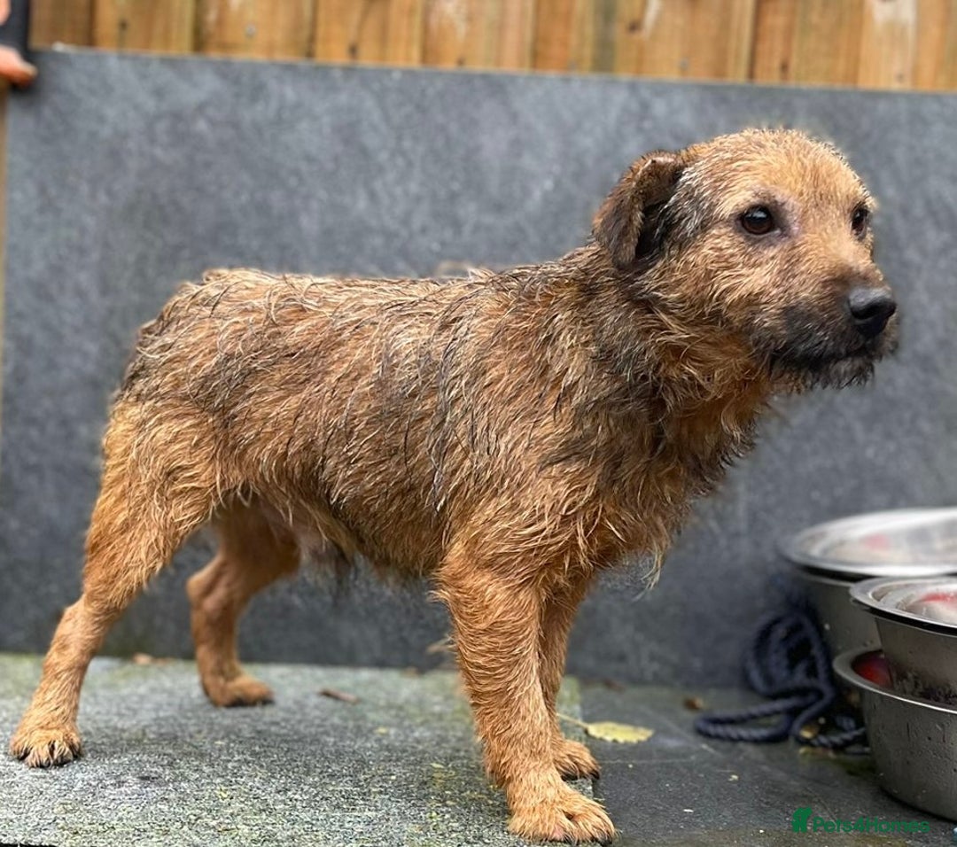 Jack Russell dogs for sale: 🔥Jack Russell Pups Available🔥 - Image 11