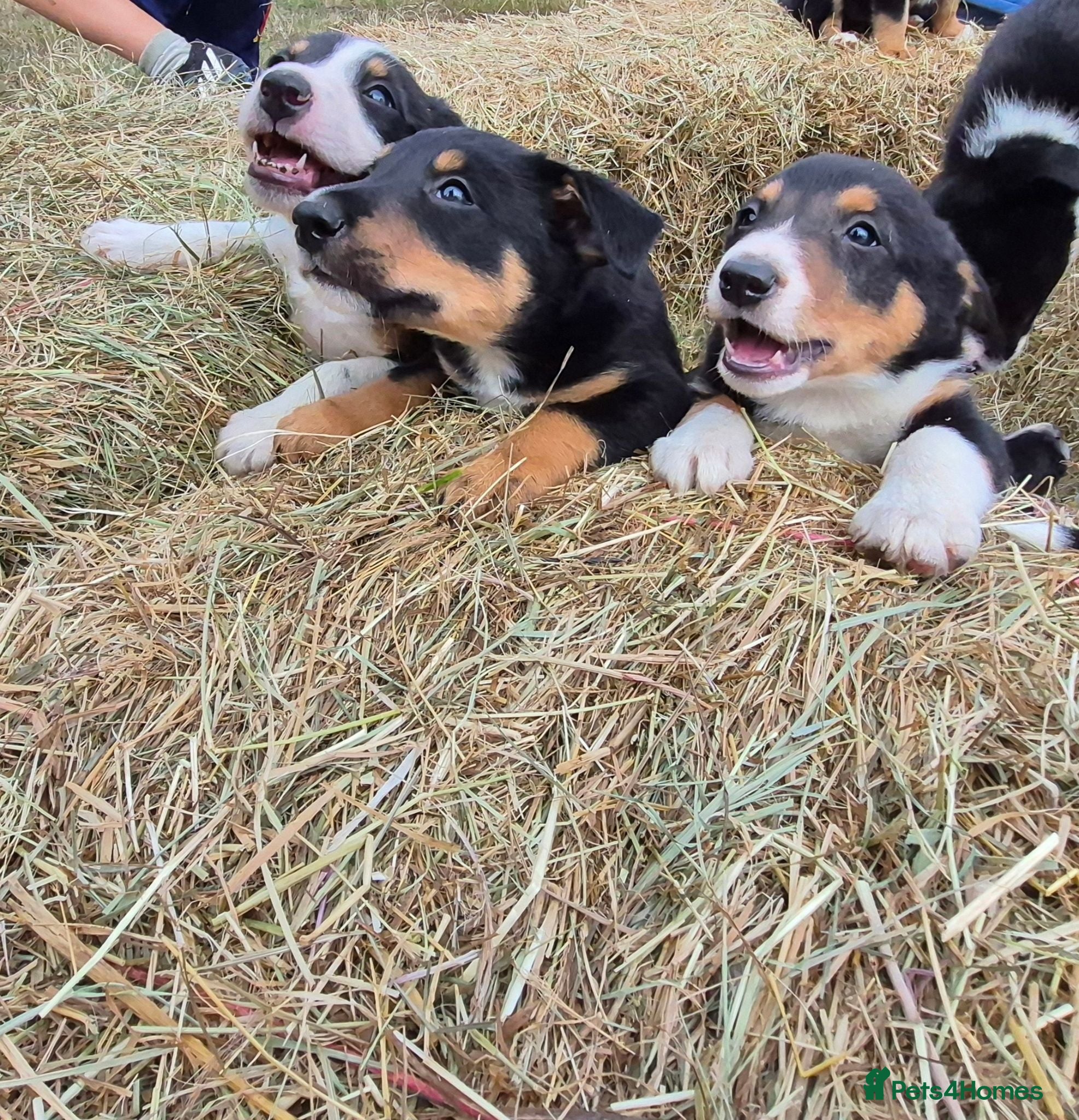 Border Collie dogs Border Collie Puppies for Sale - Advert 1