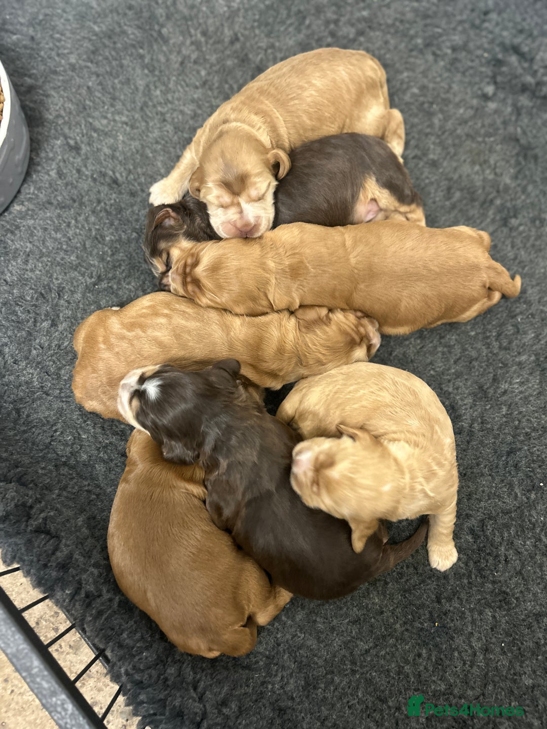 Cocker Spaniel dogs for sale: New litter of quality KC show cocker spaniels  - Advert 1