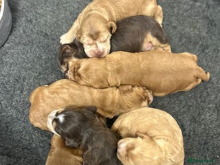 Cocker Spaniel dogs New litter of quality KC show cocker spaniels - Advert 9