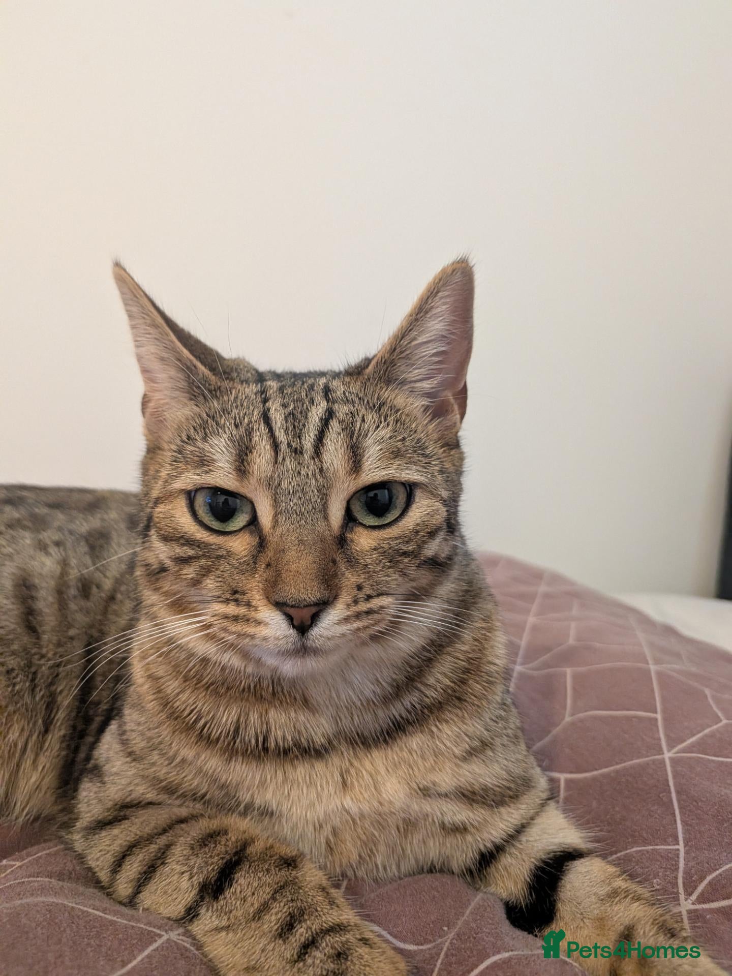 Mixed Breed cats Tabby/Bengal - Advert 5