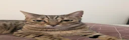 Mixed Breed cats for sale: Tabby/Bengal - Advert 1