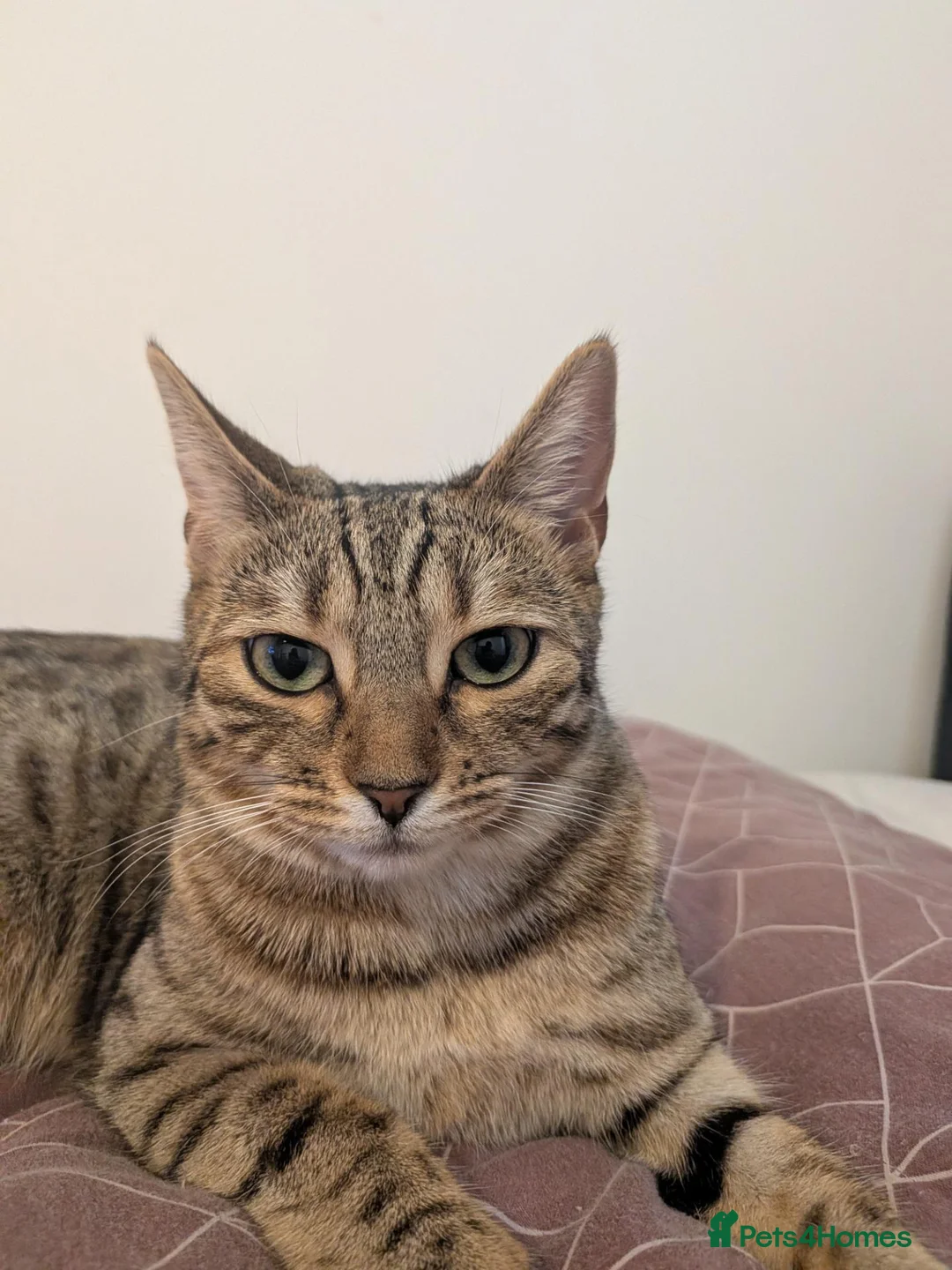 Mixed Breed cats for sale: Tabby/Bengal - Advert 1