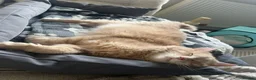 Maine Coon cats for sale: Maine Coon Male 7 months - cream/light ginger  - Advert 20
