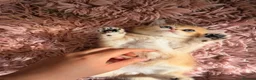 Scottish Fold cats for sale: Teddy Bear Scottish / Persian cross Fold Kittens  in London - Advert 6