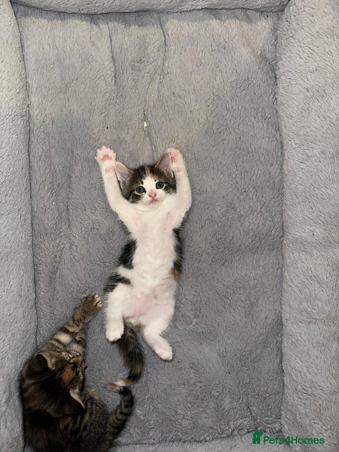 Mixed Breed cats for sale: Kittens For Sale 🐱❤️ - Advert 5