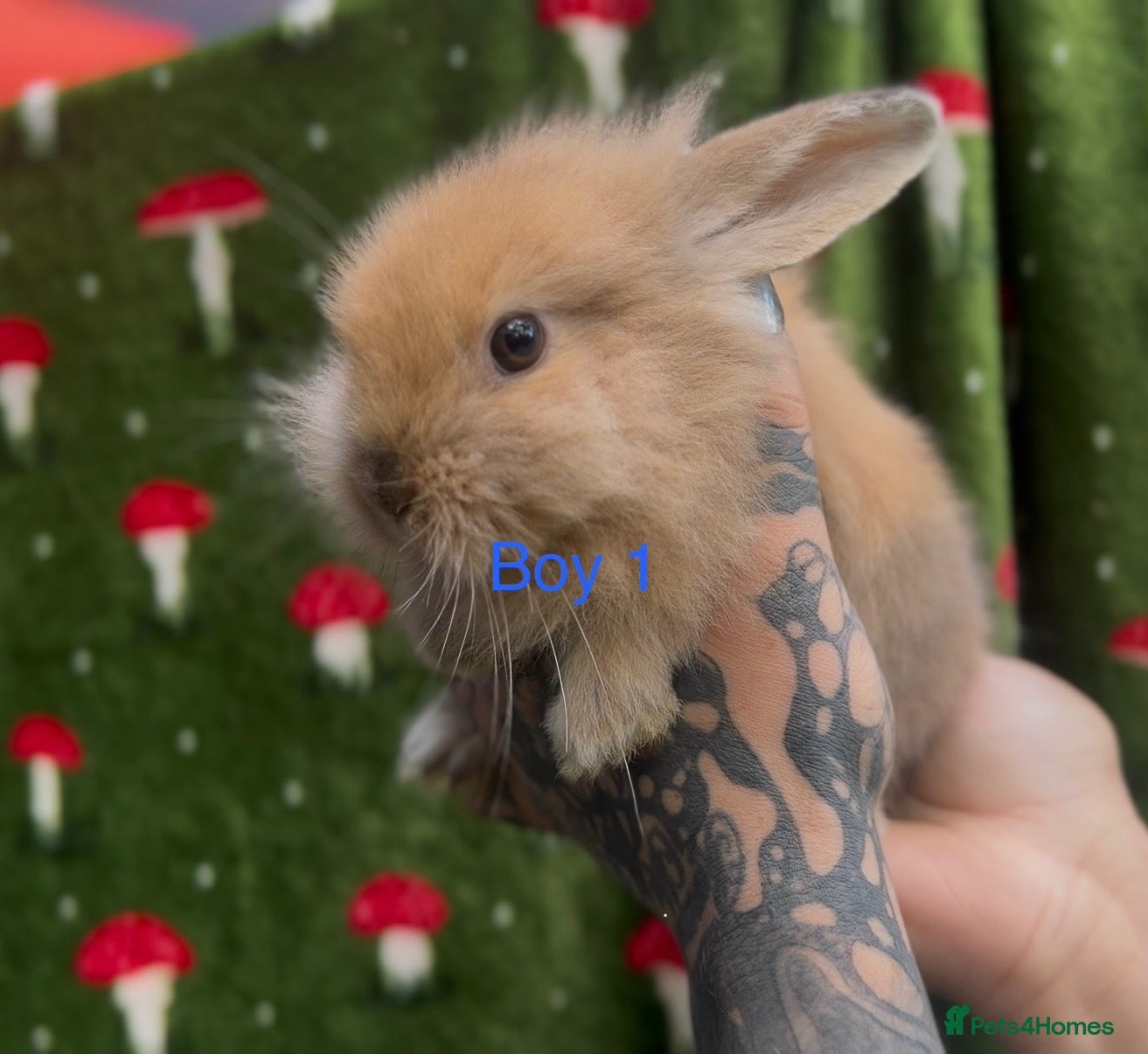 Mini Lion Lop rabbits 🐰 Dutch x Lion Lop Babies – Ready to Reserve - Advert 13