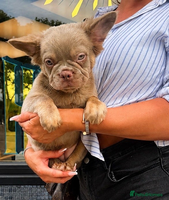 French Bulldog dogs Beautiful French Bulldog puppies - Advert 1