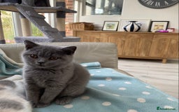 British Shorthair cats for sale: British Blue kittens  - Image 3