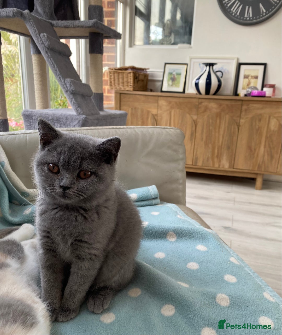 British Shorthair cats for sale: British Blue kittens  - Image 3