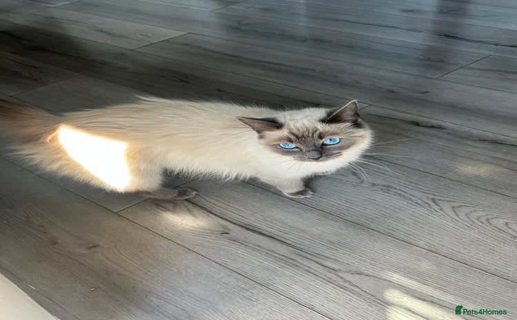 Ragdoll cats - Advert 15