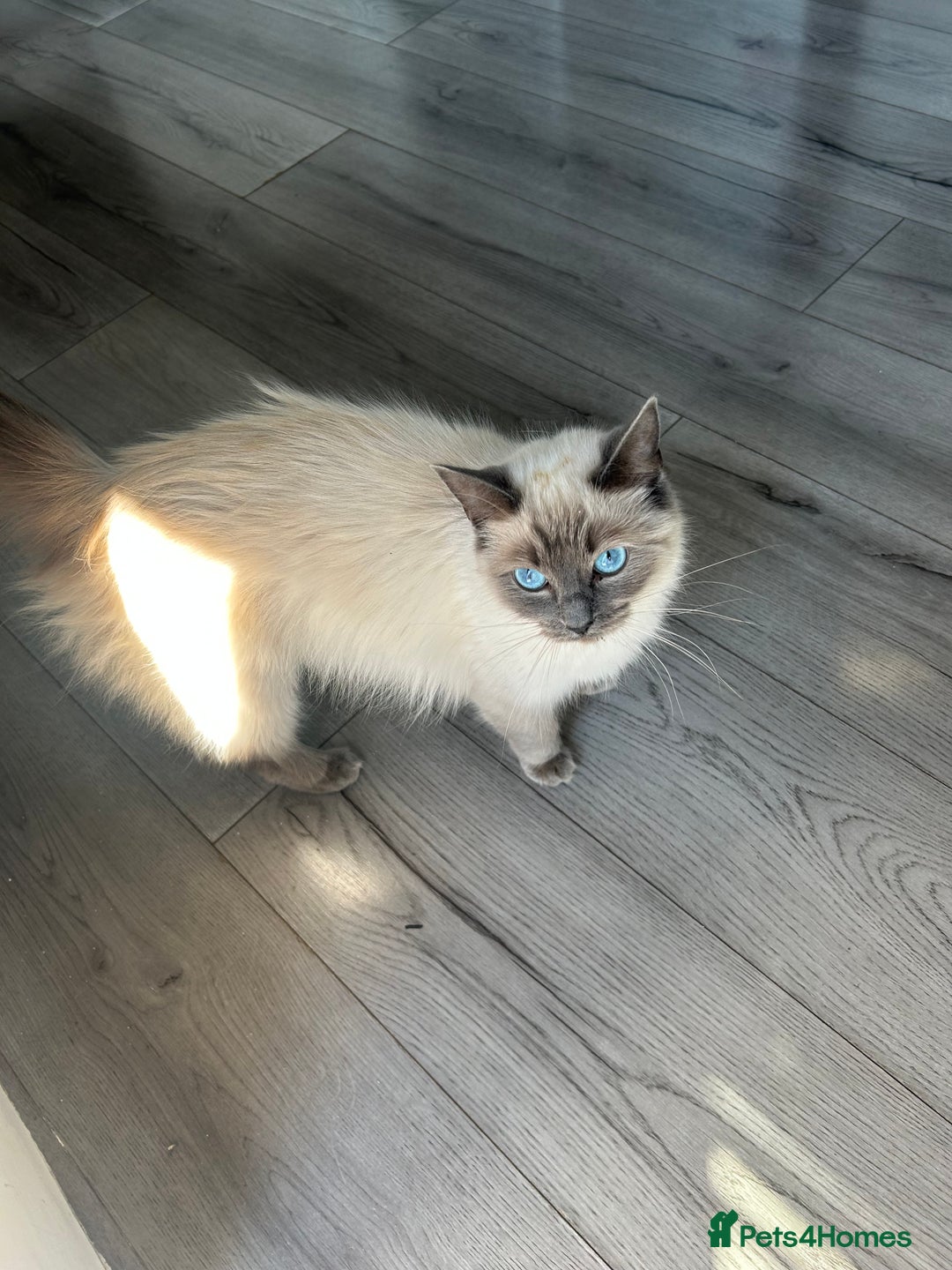 Ragdoll cats for sale: Ragdoll kittens  - Image 3