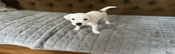Parson Russell dogs for sale: Stunning KC REG Parson Terrier Pups  - Advert 1