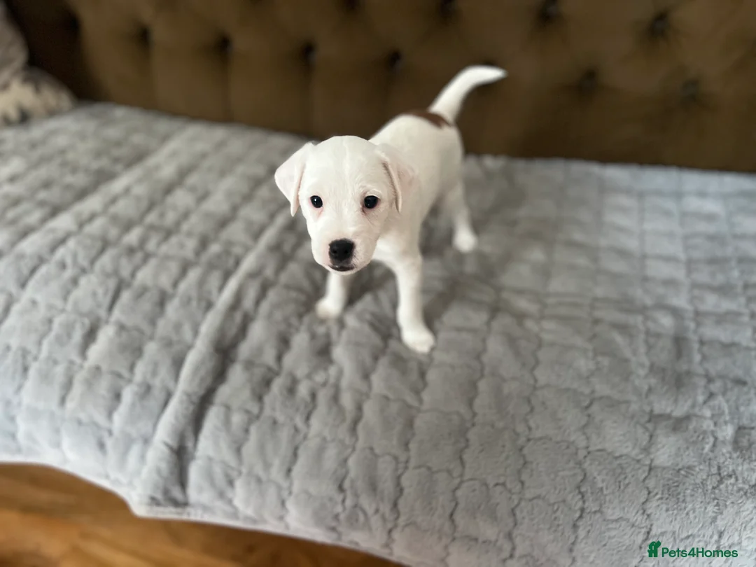 Parson Russell dogs for sale: Stunning KC REG Parson Terrier Pups  - Advert 1