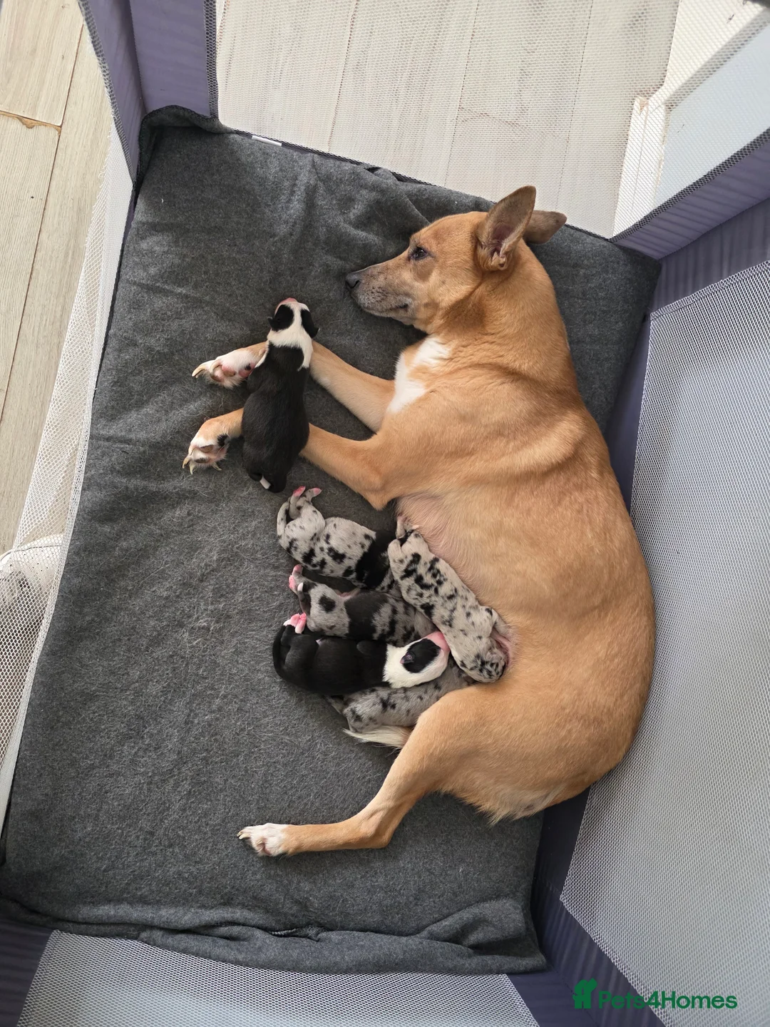 Mixed Breed dogs for sale: Gorgeous border collie cross puppies - Advert 1