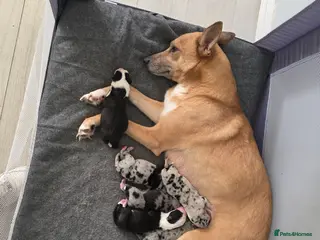 Mixed Breed dogs Gorgeous border collie cross puppies - Advert 2