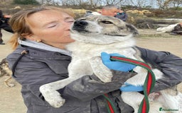 Mixed Breed dogs for adoption: Misty - Norwich Norfolk  - Advert 3