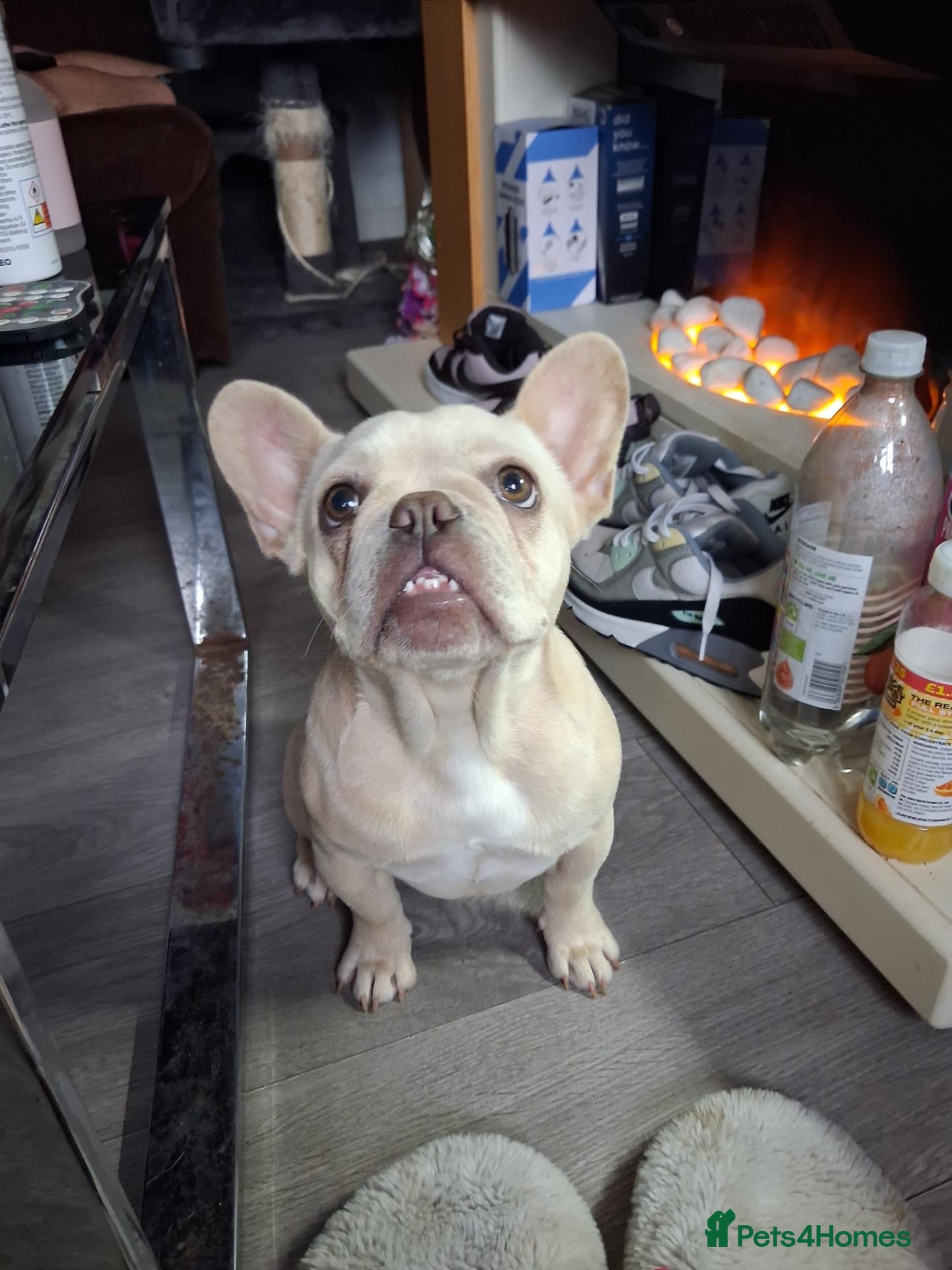 French Bulldog dogs KC Registered Platinum Cream Female - Advert 6