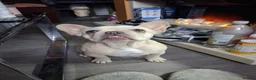 French Bulldog dogs for sale: KC Registered Platinum Cream Female - Advert 1