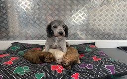 Cavapoochon dogs for sale: Beautiful Cavapoochon puppies for sale  - Image 23