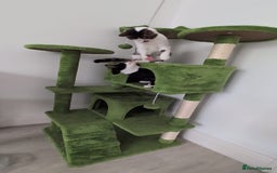 Domestic Shorthair cats for sale: 3 boys, 1 girl kittens  - Image 35
