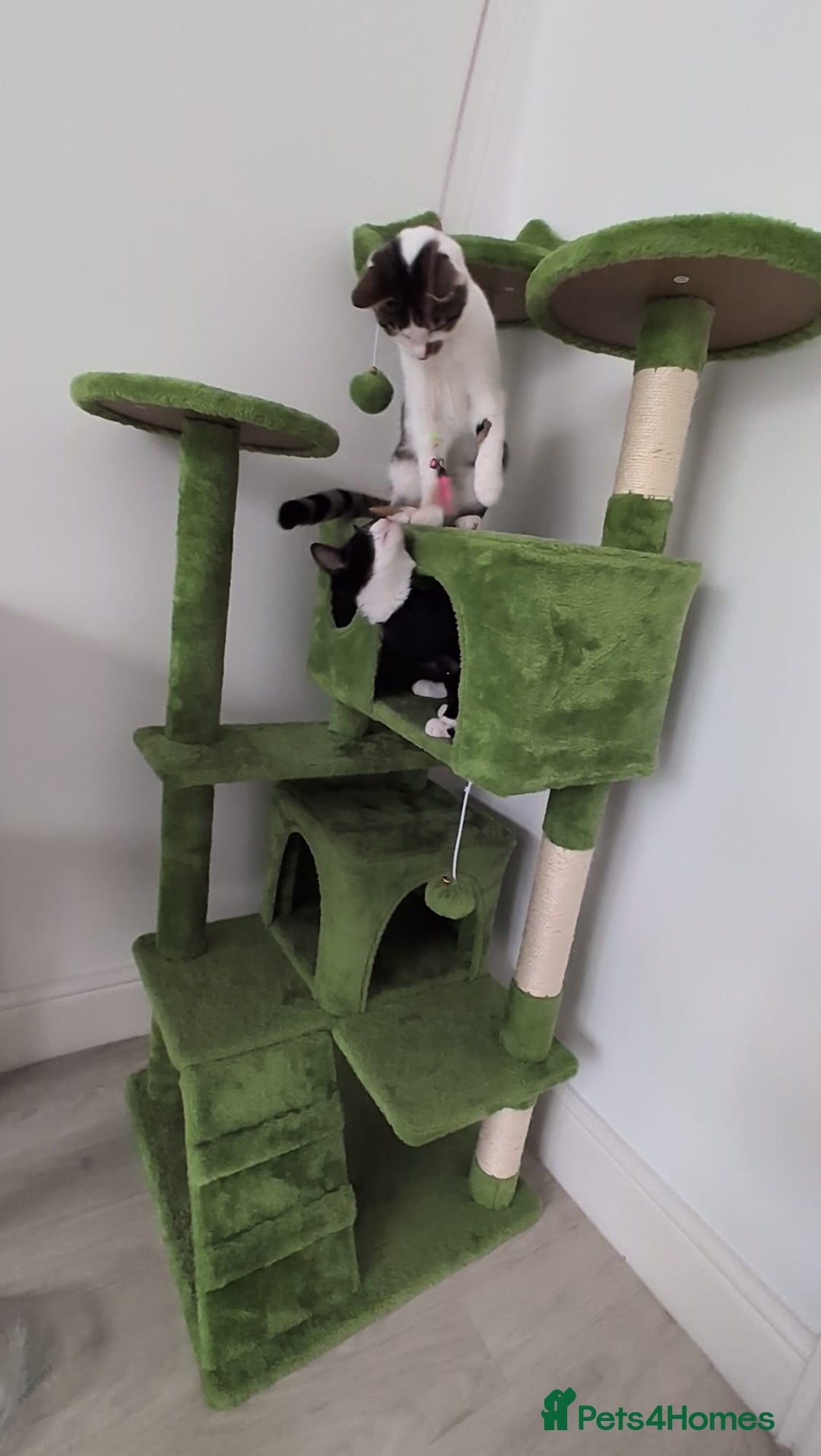 Domestic Shorthair cats for sale: 3 boys, 1 girl kittens  - Image 35