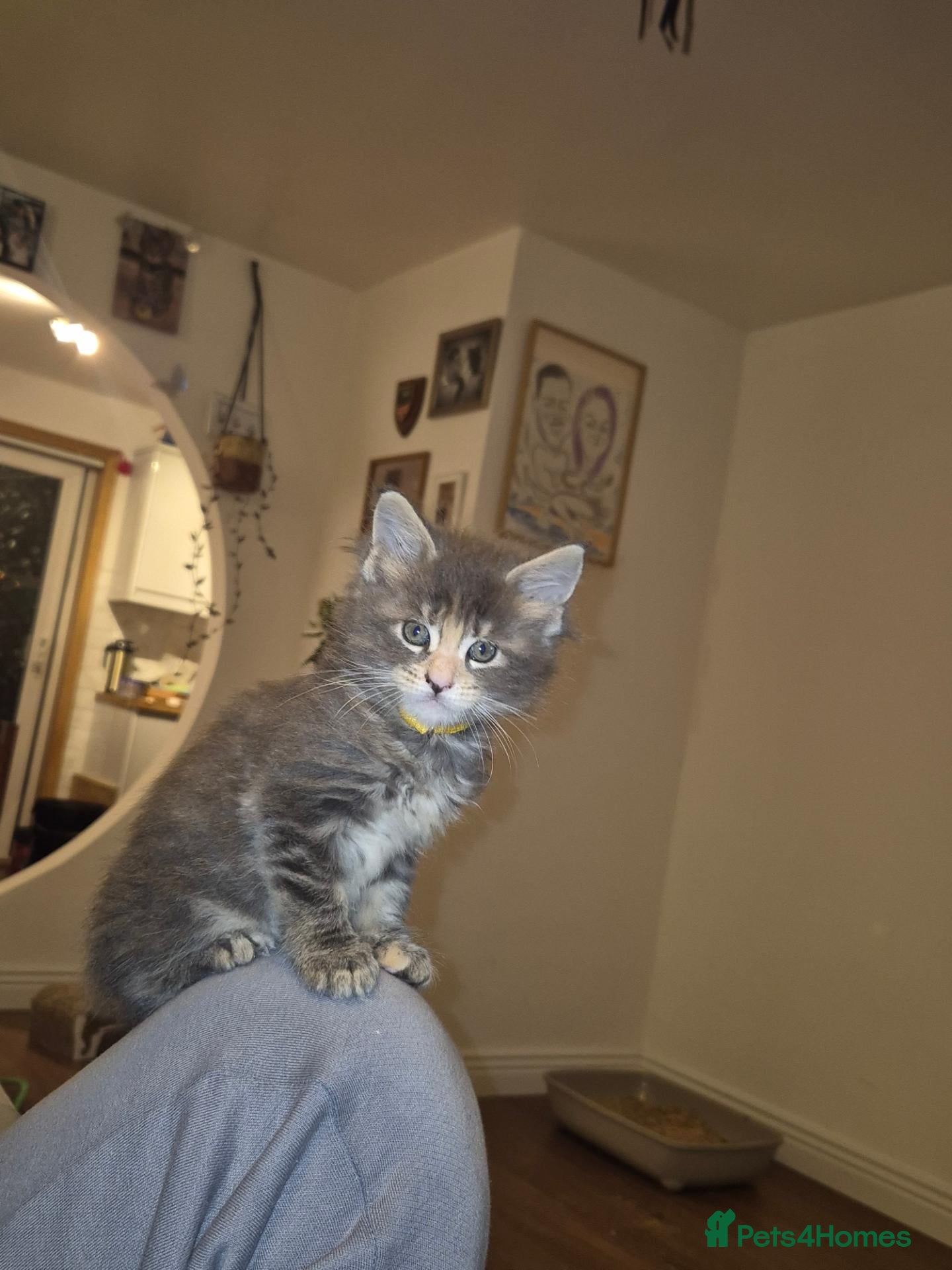 Maine Coon cats  One Boy, One Girl Maine Coons Kittens left 😍😸  - Advert 2