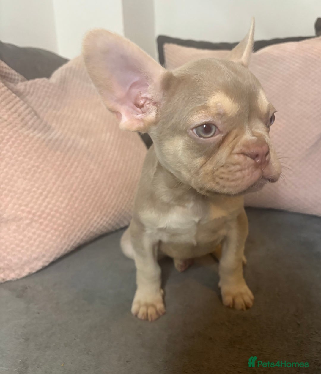 French Bulldog dogs for sale: Beautiful FrenchBulldog Puppies - Advert 2