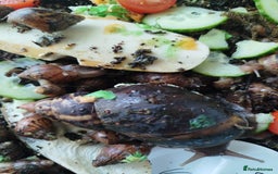 Snails invertebrates for sale: Giant African land snails family for FREE - Image 1