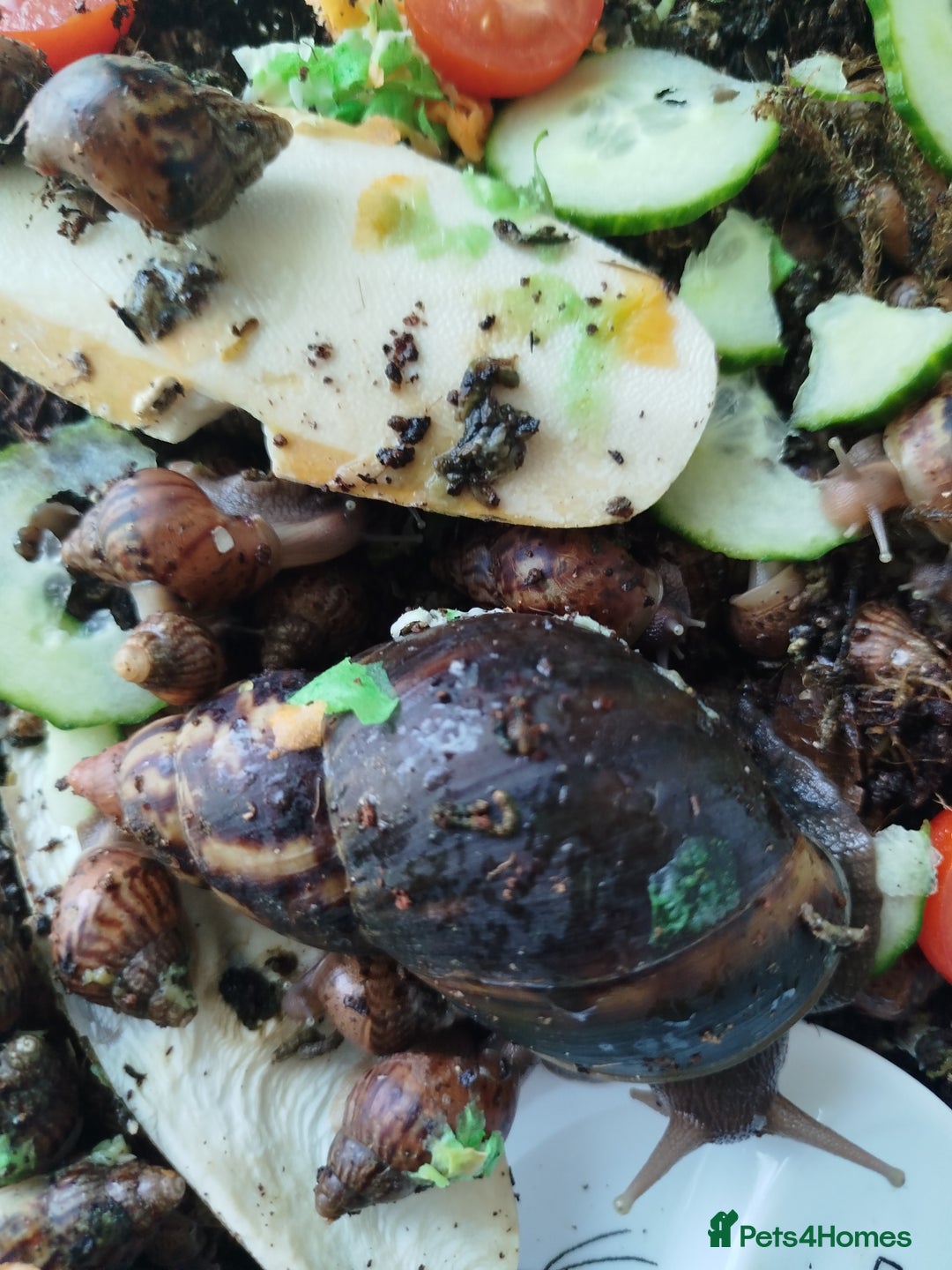 Snails invertebrates for sale: Giant African land snails family for FREE - Image 1
