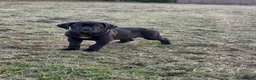 Mixed Breed dogs for sale: Cane Corso 75% x German Shepherd 25% - Advert 5