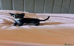 Domestic Shorthair cats for sale: Adorable Tortoiseshell Kittens - Image 2