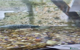 Gouramis fish for sale: Gourami catfish knife gish - Image 11