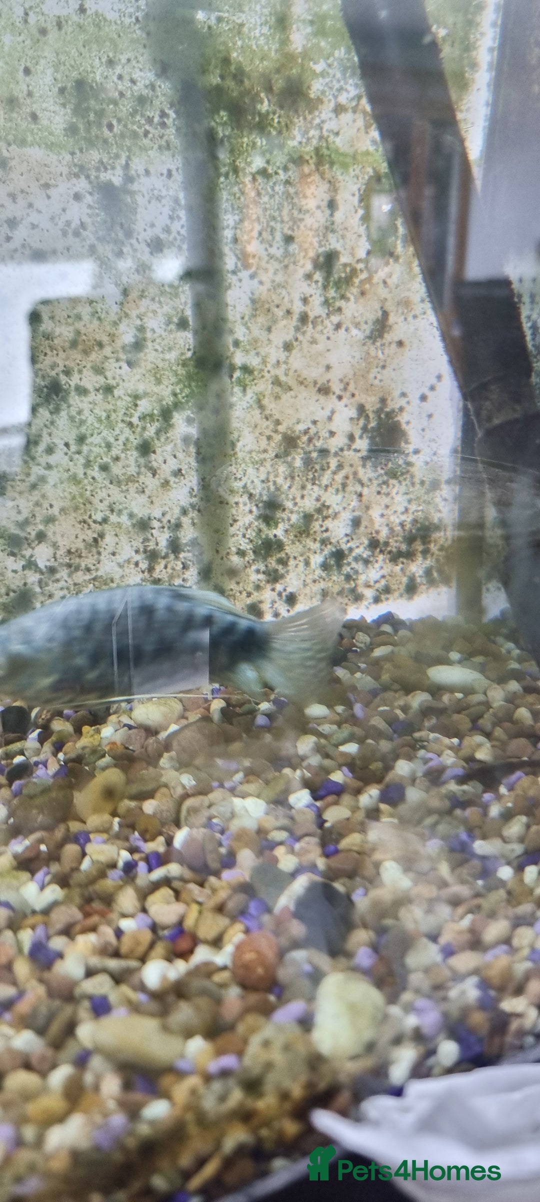 Gouramis fish for sale: Gourami catfish knife gish - Image 11